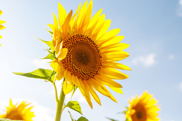 Wall Mural - sunflower field in full bloom