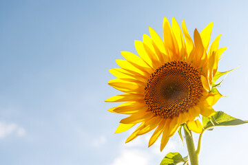 Wall Mural - sunflower field in full bloom