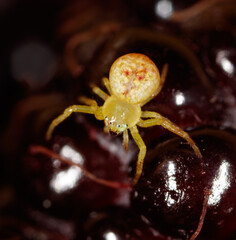 Wall Mural - A yellow spider is on a red fruit