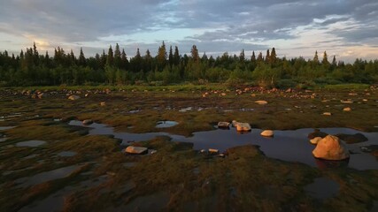 Wall Mural - stora lulevatten shoreline at sunset, with wet rocks,trees and golden light reflecting on calm water