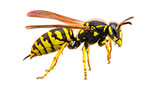 Detailed close up of a yellow jacket wasp isolated on transparent background