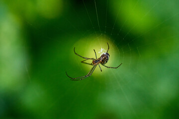 spider on the web