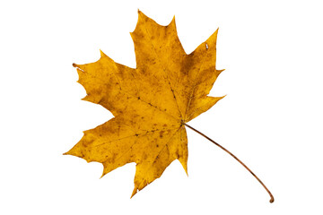 Wall Mural - Yellow maple leaf isolated transparent png