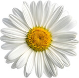 Classic marguerite daisy showcasing its pure white petals and sunny golden heart in a detailed close-up.