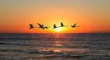 A flock of swans flies over the sea against the sunset sky