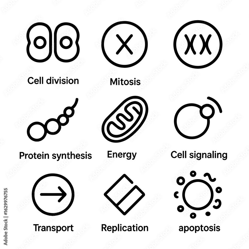 เวกเตอร์ Stock Cell Function Icons. Outline icon set of cell functions ...