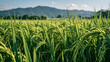 © 小飞 唐 - Vast green rice field