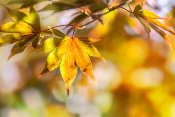 Wall Mural - closeup on   leaf of a japanese maple tree on blurred background with bokeh