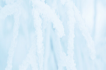 Wall Mural - Snow and rime ice on the branches of bushes. Trees covered with hoarfrost. Plants in the park are covered with hoar frost. Cold snowy winter weather. Frosting texture. Wide panoramic light background.