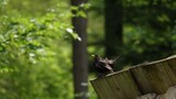 Kopciuszek zwyczajny na tle zielonego gęstego lasu