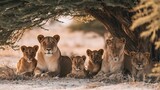 African lion pride with cubs resting peacefully in the shade of an acacia tree real photo stock photography warm ambient tones
