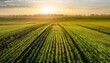 © Jaida - on a sunny spring morning a field with rows of young green wheat sprouts creating an ideal copy space image