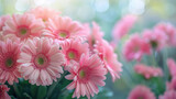 Pink Gerberas: A bouquet of soft pink gerbera daisies with bright green centers in natural light.