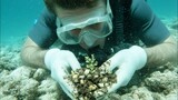 coral reef conservation diver planting coral fragments 