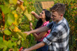 © phoenix021 - Young people harvesting grapes with pruning shears, closeup shot