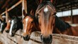 © STK - Brown horses with snow on their coats stand in a wooden stable.