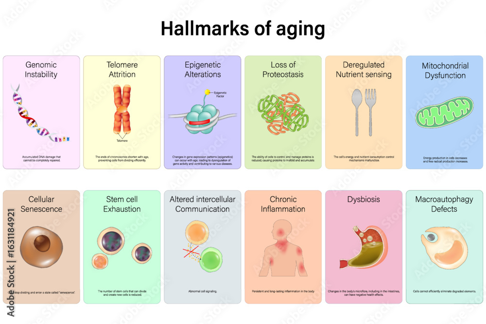 Hallmarks of ageing diagram. Primary, Antagonistic and Integrative ...