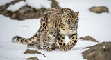 Snow leopard with cub walking on snowy mountain terrain. High altitude wildlife family behavior for conservation awareness campaigns