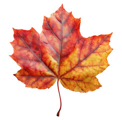 Wall Mural - Red and orange autumn maple leaf isolated on a transparent background