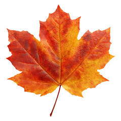 Wall Mural - Red and orange autumn maple leaf isolated on transparent background