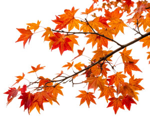 colorful autumn leaves on a branch against white
