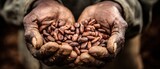 The hands holding freshly harvested cocoa beans in a rustic setting.