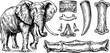 © Artem - Vintage engraved elephant and tusk illustration set for design and decoration