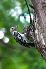 Wall Mural - woodpecker on a tree trunk