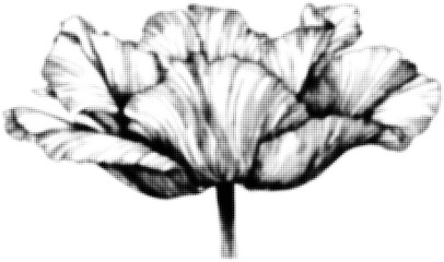 Wall Mural - black and white halftone poppy illustration with detailed petal texture