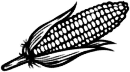 Wall Mural - black and white illustration of corn with husks, detailed vector art