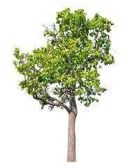 Wall Mural - green tree isolated on transparent background with clipping path and alpha channel