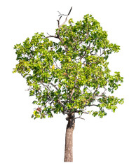 Poster - Green tree isolated on transparent background with clipping path and alpha channel