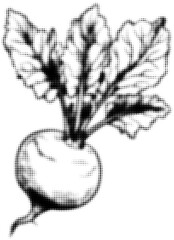 Wall Mural - black and white halftone illustration of a beetroot with leaves, pop art style