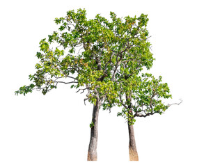 Wall Mural - Green trees isolated on transparent background with clipping path and alpha channel