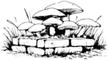 Wall Mural - cluster of mushrooms growing on a brick wall in detailed black and white drawing