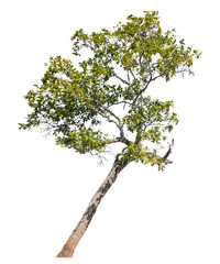 Wall Mural - tree isolated on transparent background with clipping path and alpha channel