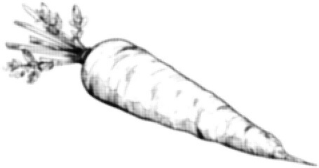 Wall Mural - black and white stipple illustration of a carrot with leaves, vintage style