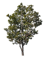 Wall Mural - tree isolated on transparent background with clipping path and alpha channel