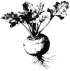 Wall Mural - halftone illustration of a black and white turnip with leaves and root detail