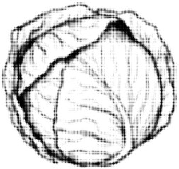 Wall Mural - black and white halftone illustration of a cabbage head in pop art style