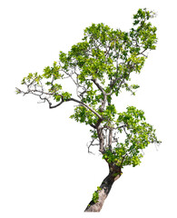 Wall Mural - Green tree isolated on transparent background with clipping path and alpha channel