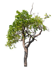 Wall Mural - green tree isolated on transparent background with clipping path and alpha channel