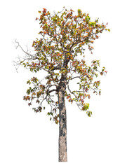 Wall Mural - tree isolated on transparent background with clipping path and alpha channel