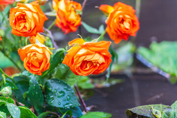 Wall Mural - Blooming red rose bud with raindrops close up