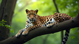 Photo of a leopard sitting on a tree