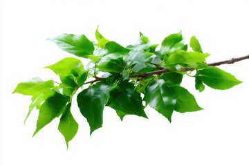 Vibrant green leaves on a tree branch isolated on white background
