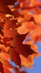 Wall Mural - Autumn foliage background. Autumn fall leaves of maple trees. Autumnal fall tree in sunlight. Natural autumn background. Autumnal background. Golden maple branches. Natures autumn palette.
