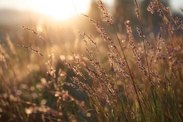  Golden grass field at sunrise