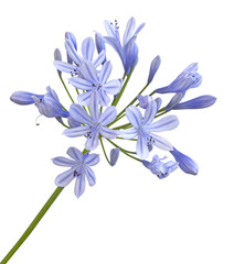 Wall Mural - Fleurs d'Agapanthe bleue	