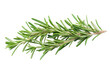 © vectorargrap - Fresh rosemary sprig isolated on black background for culinary use